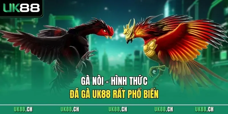 Gà nòi - Hình thức đá gà UK88 rất phổ biến