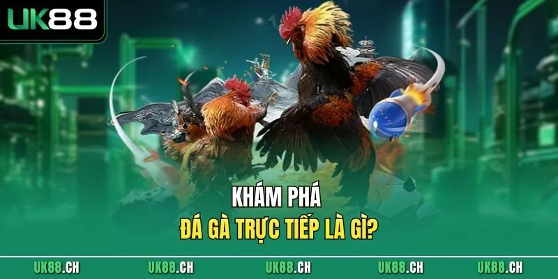Khám phá đá gà trực tiếp là gì? 