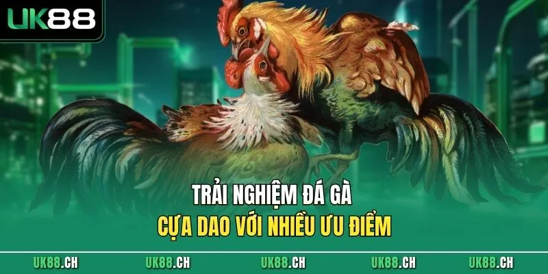 Trải nghiệm đá gà cựa dao với nhiều ưu điểm